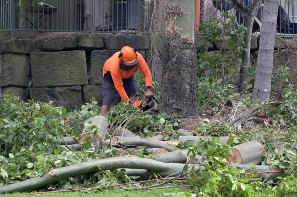 Best Stump Grinding and Removal  in Wytheville, VA