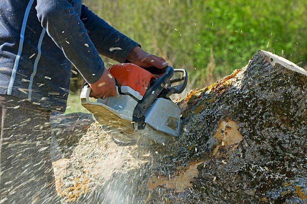 Best Palm Tree Trimming  in Wytheville, VA